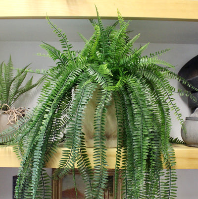 Potted 26” Hanging Boston Ferns