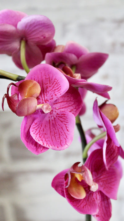 “Just Cut” Mini Fuchsia  Phalaenopsis Orchid