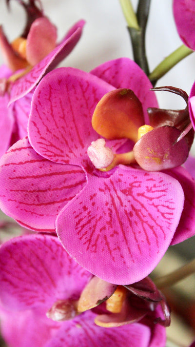 “Just Cut” Mini Fuchsia  Phalaenopsis Orchid