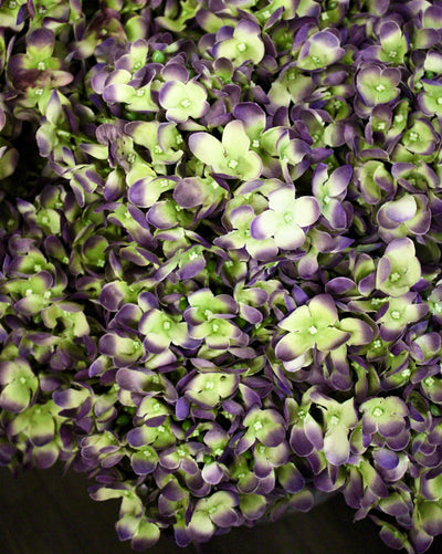 Purple & Green Hydrangea Stem