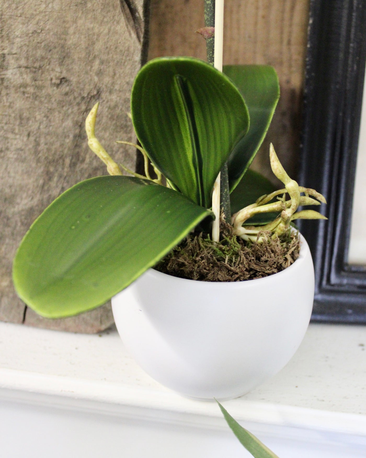 Potted Mini Fuchsia Phalaenopsis Orchid