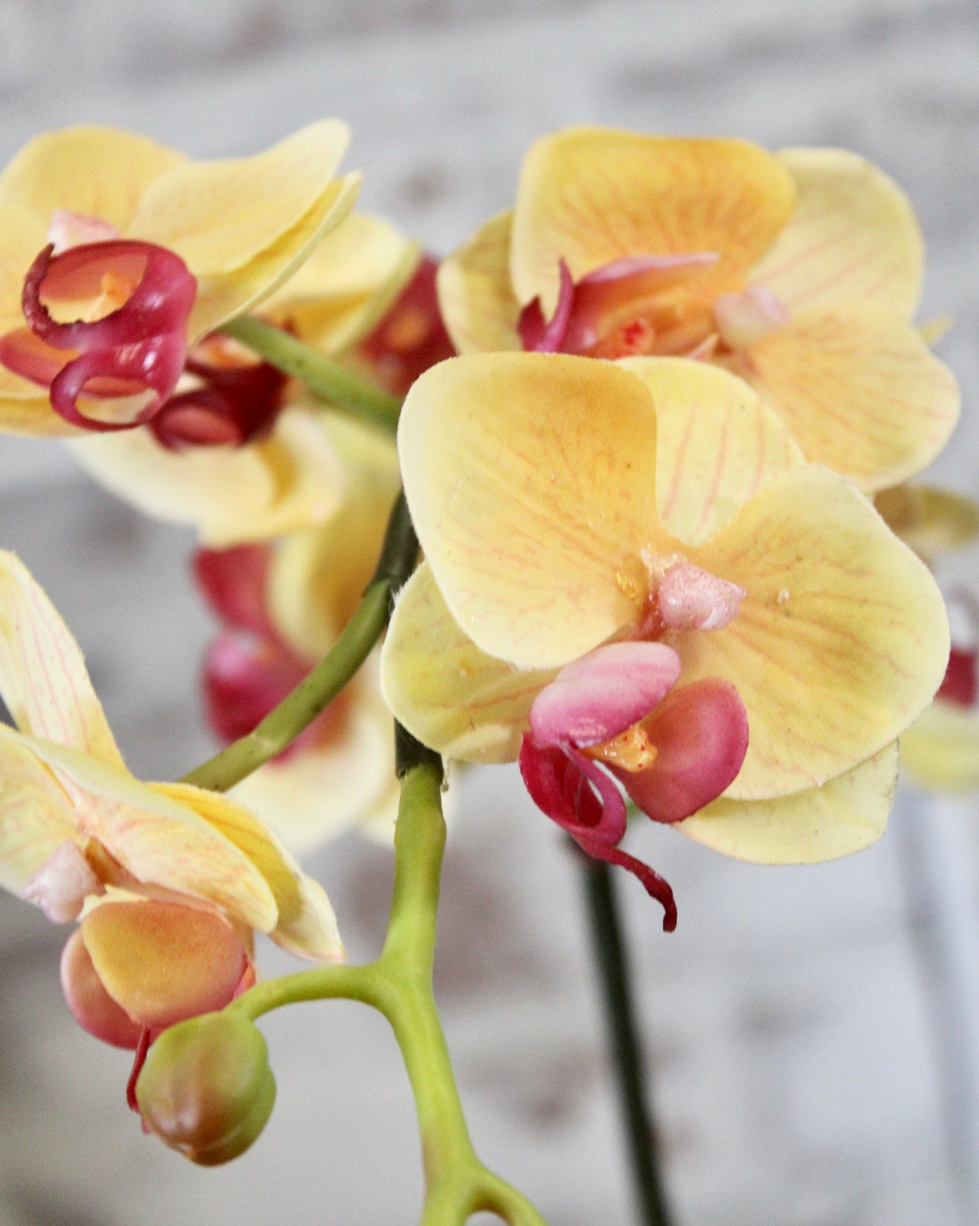 “Just Cut” Mini Yellow Phalaenopsis Orchid
