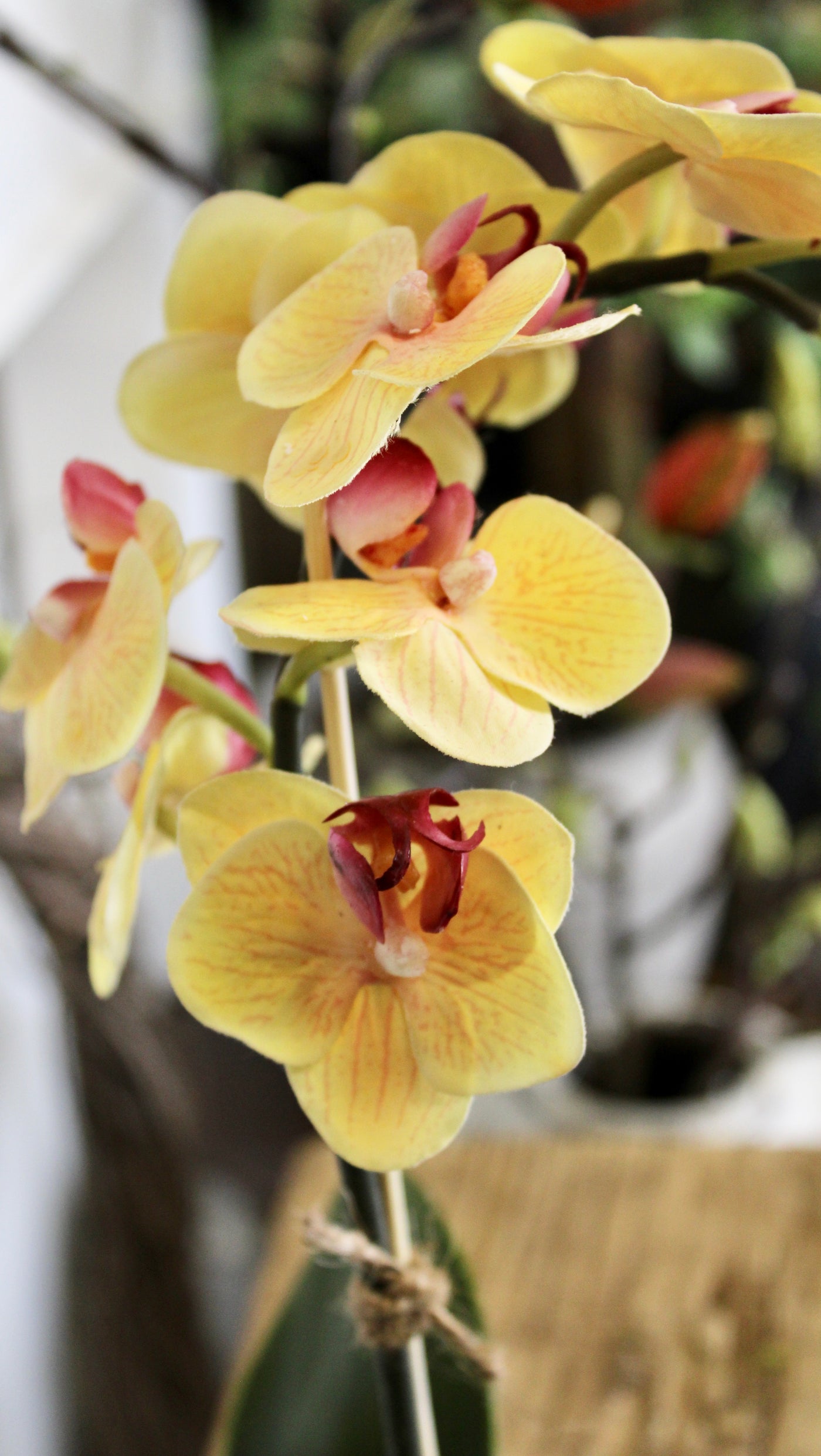 Potted Mini Yellow Phalaenopsis Orchid