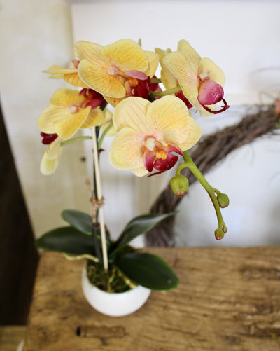 Potted Mini Yellow Phalaenopsis Orchid