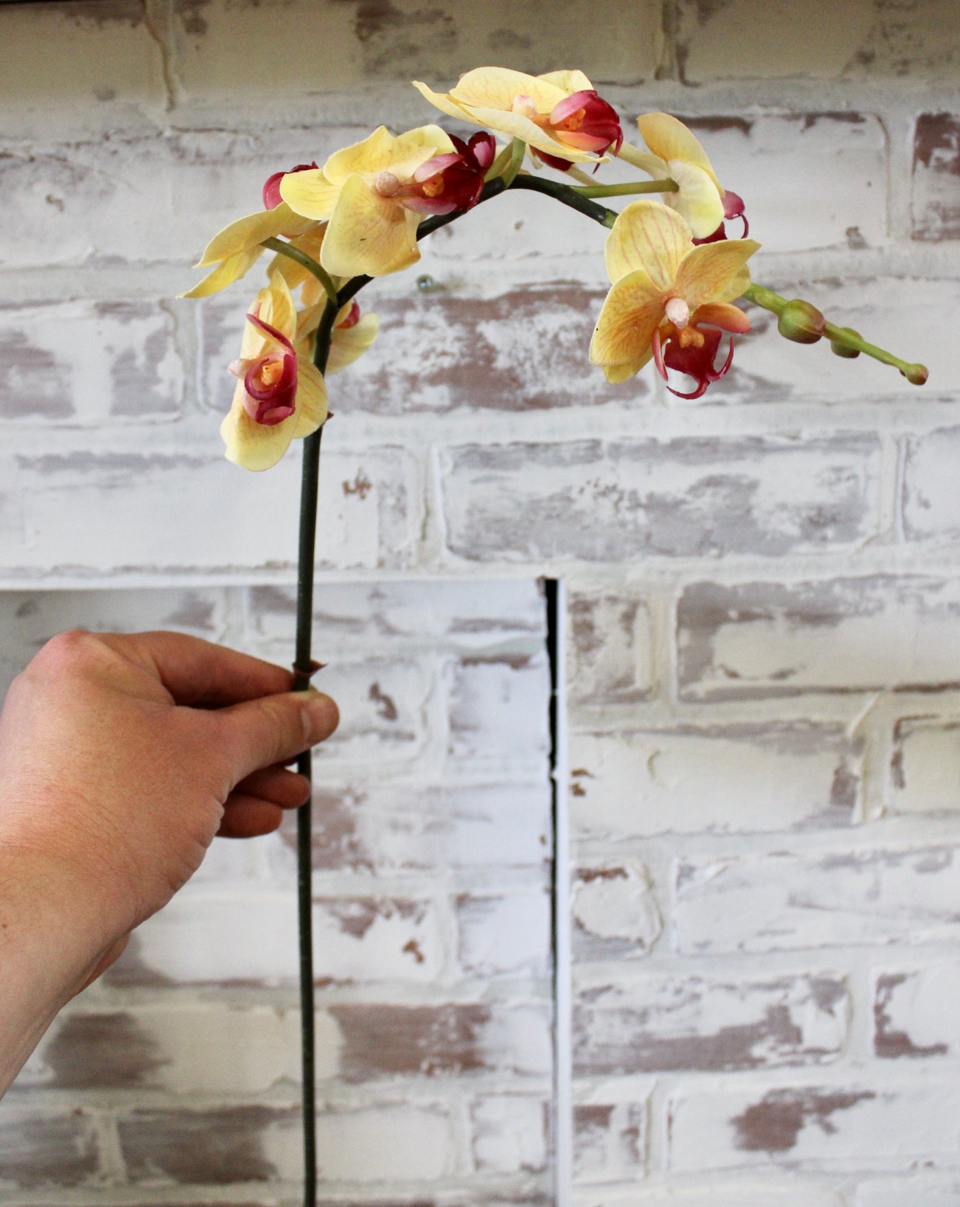 “Just Cut” Mini Yellow Phalaenopsis Orchid