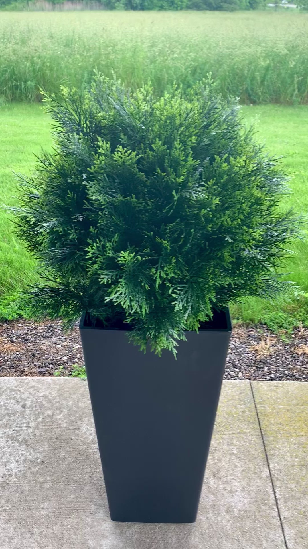 30” Cedar Bush