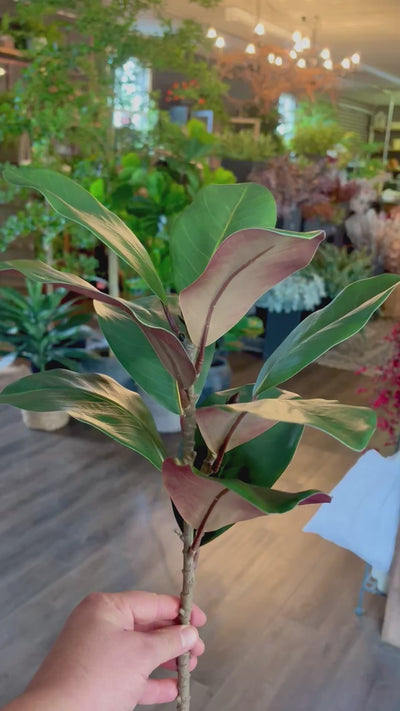 Magnolia Spray