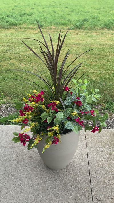Raspberry Bougainvillea Mixed “Drop-In”