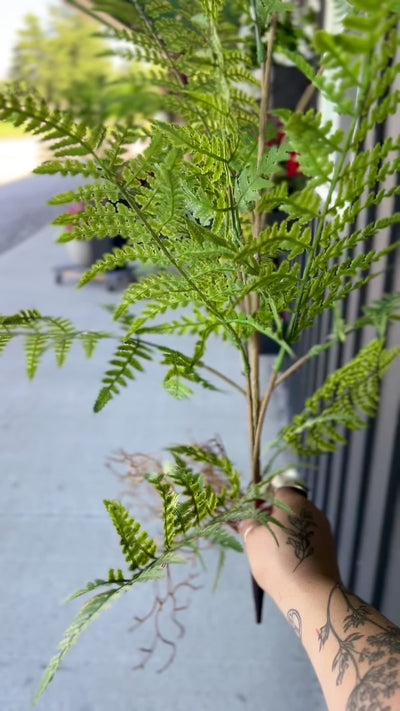 Australian Tree Fern Bush