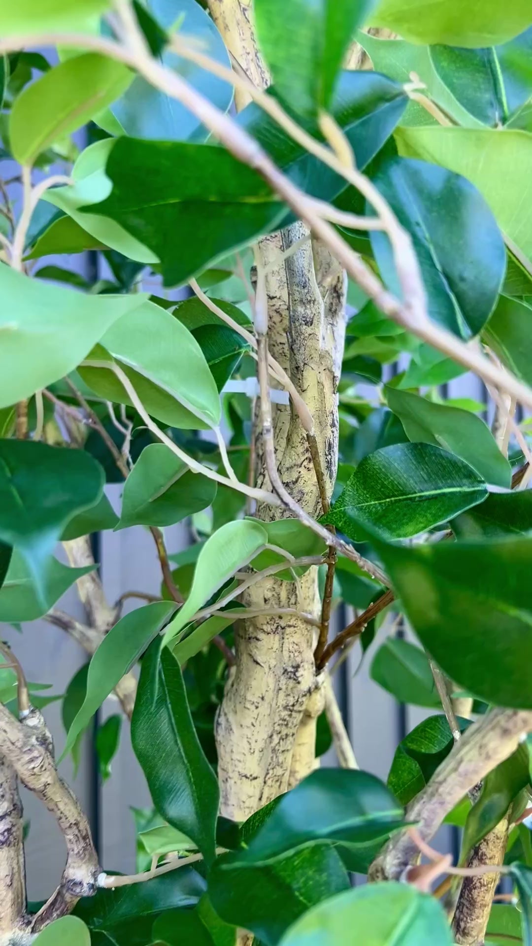 10’ Ficus Tree