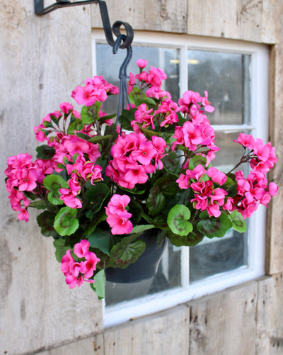 Upright Geranium Hanging Basket