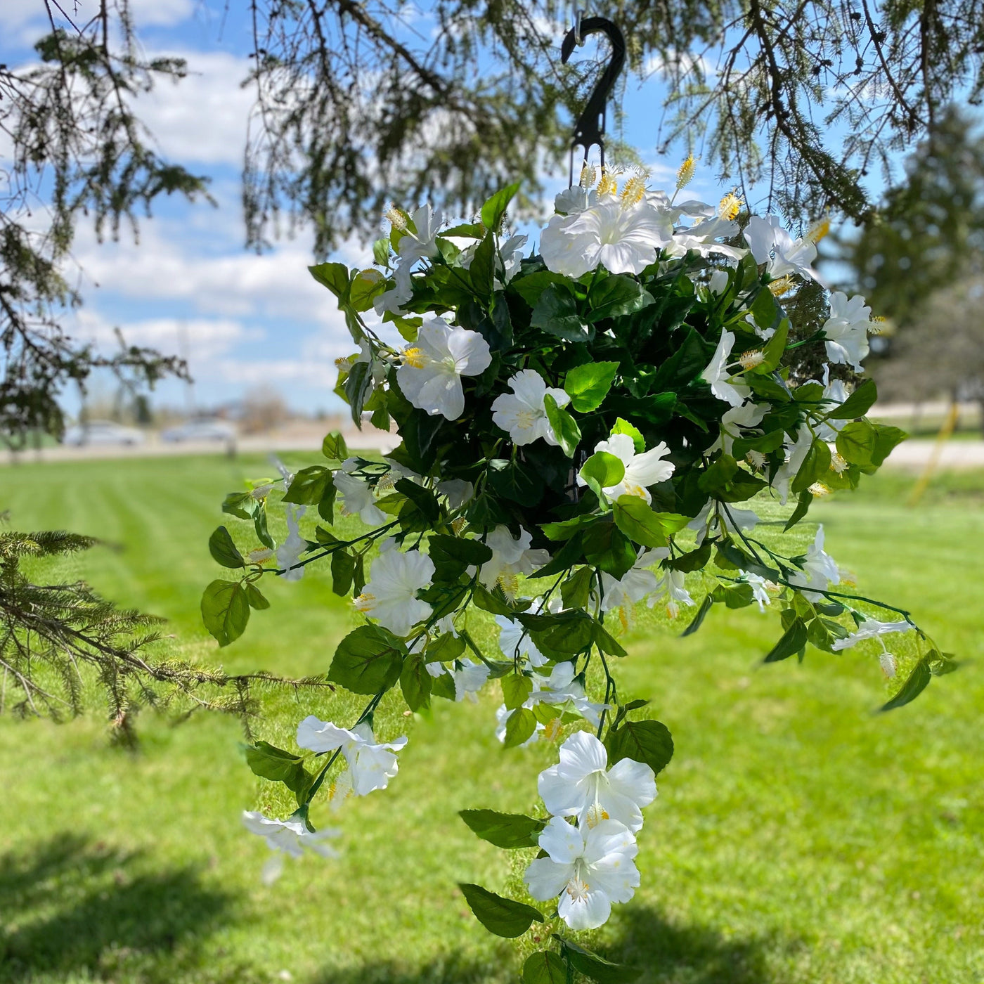 Hibiscus Hanging Basket White