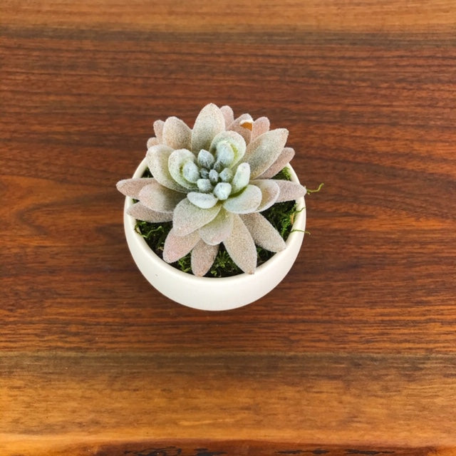 Potted Fuzzy Peach Elf Succulent