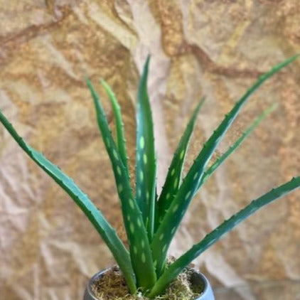 Arabian Aloe Succulent