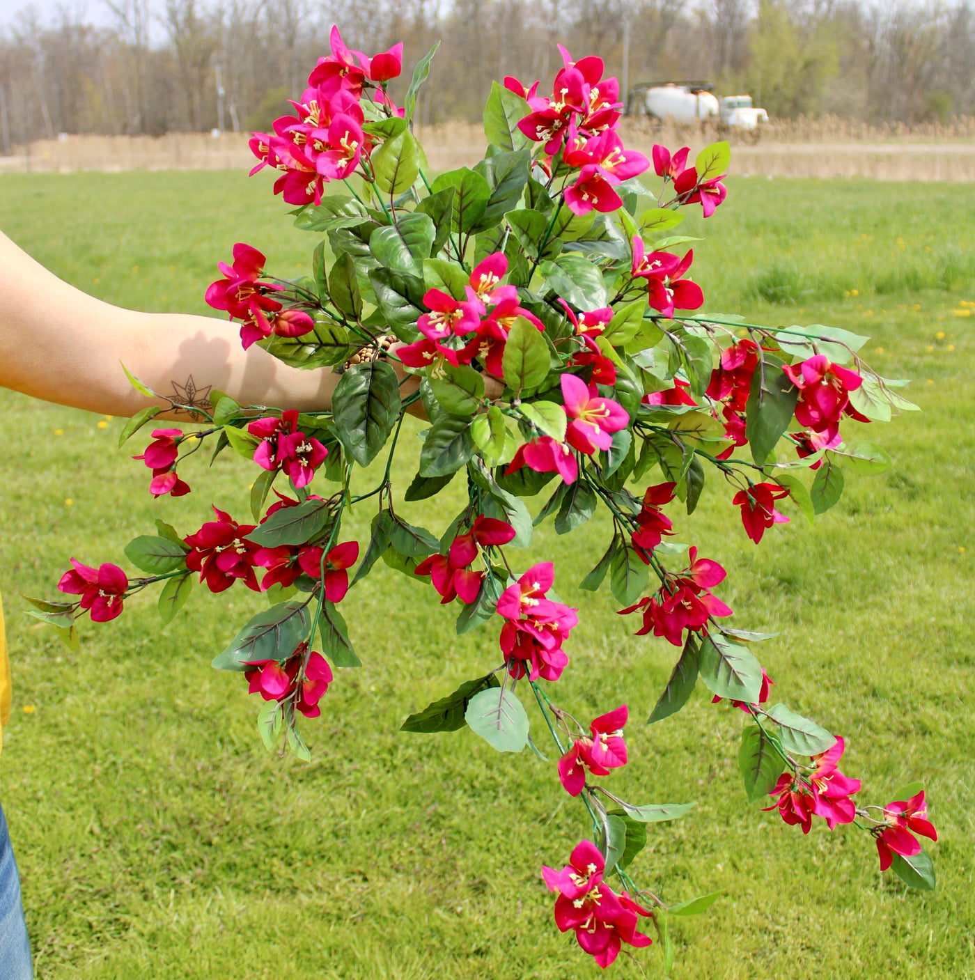Raspberry Bougainvillea Bush