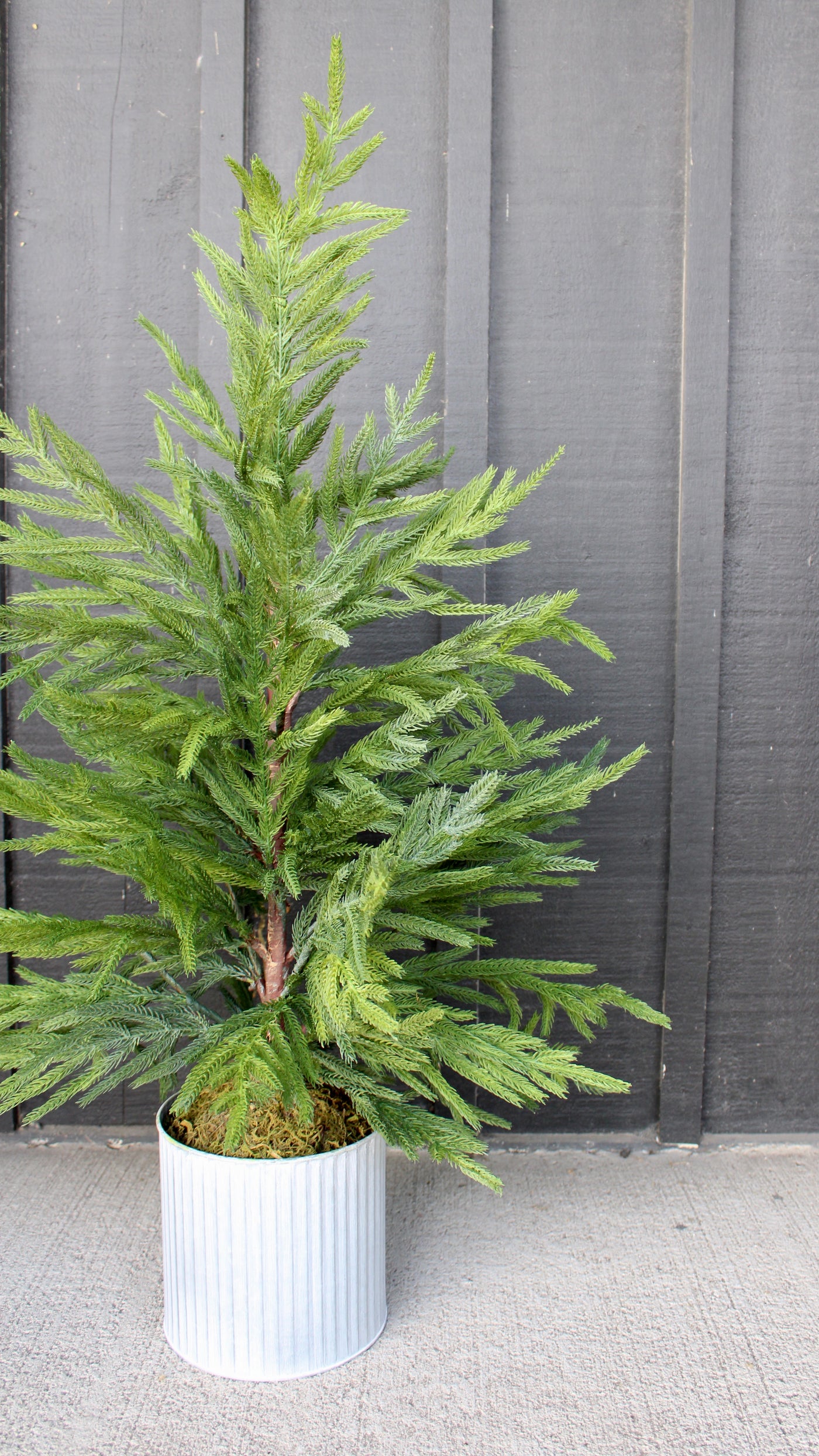 36” Potted Norfolk Pine Tree (Real Touch)