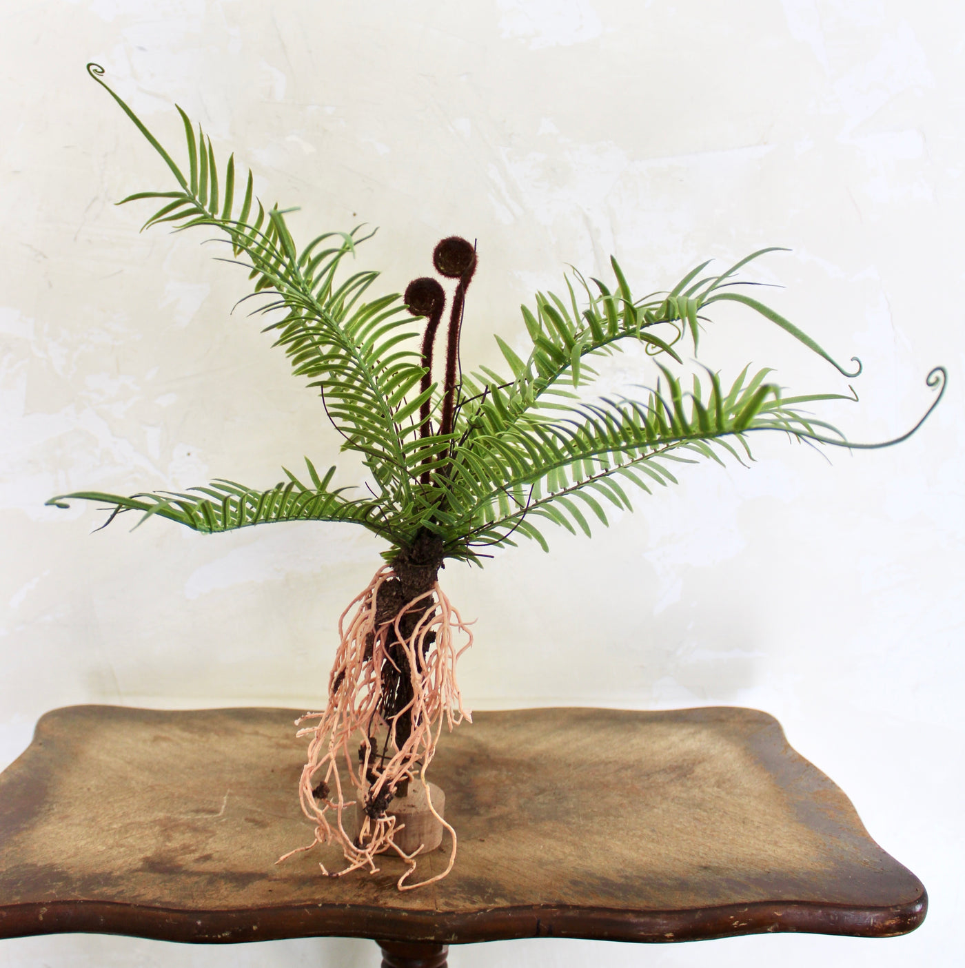 Ostrich Fern with Exposed Roots