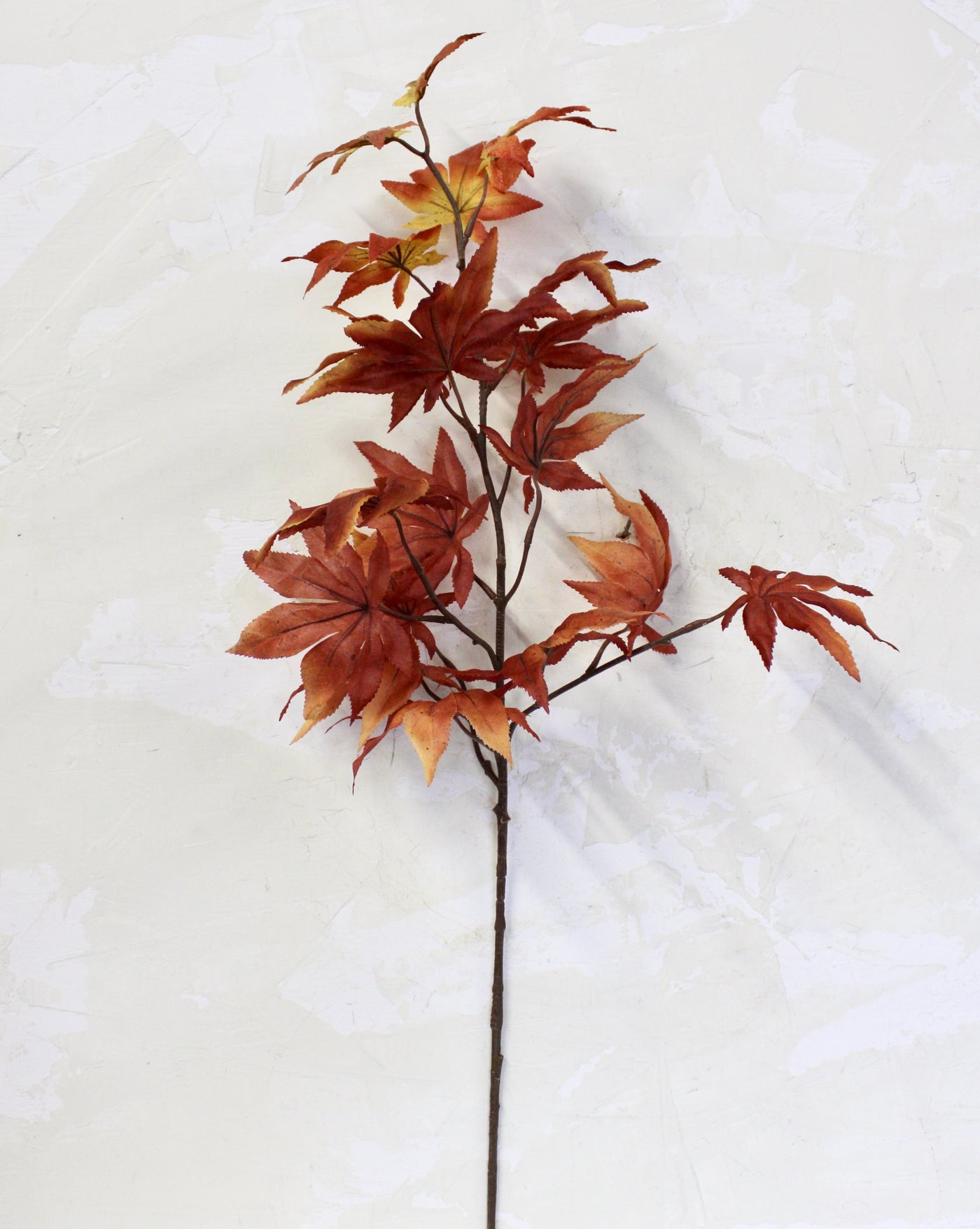 Japanese Maple Spray