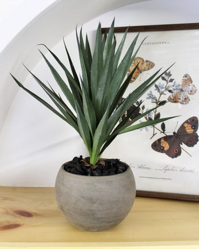 Potted Yucca Plant