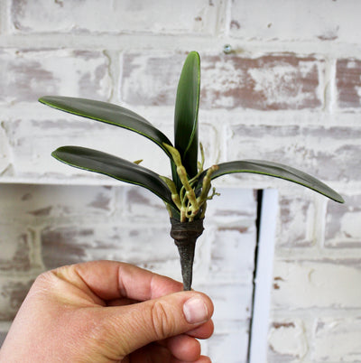 Mini Orchid Leaf Plant