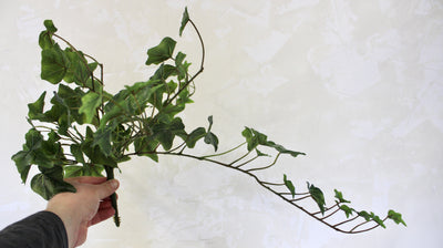 Green Ivy Hanging Bush