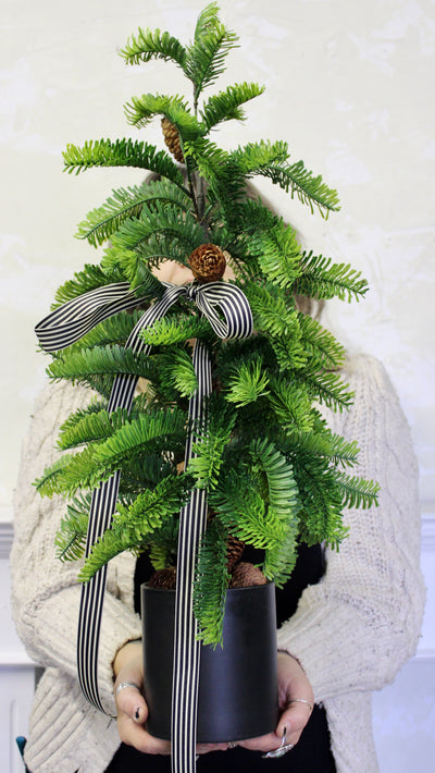 Potted Balsam Fir Trees