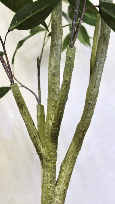 5’ Willow Eucalyptus Tree