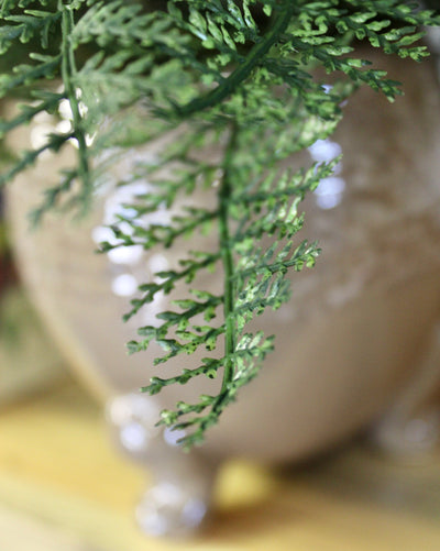 Potted Creeping Lace Fern
