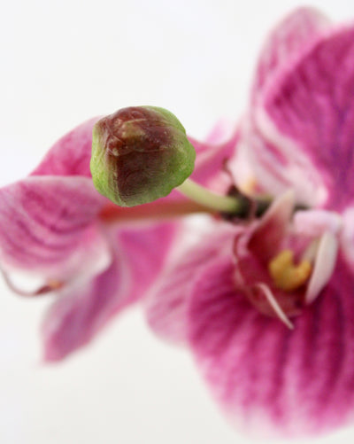Fuchsia Phalaenopsis Orchid