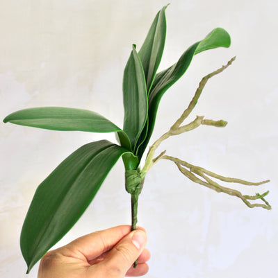Phalaenopsis Orchid Leaf