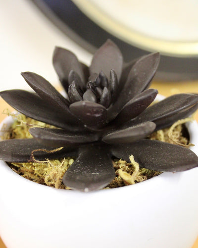 Potted Black Knight Succulent