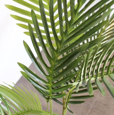 6’ Areca Palm