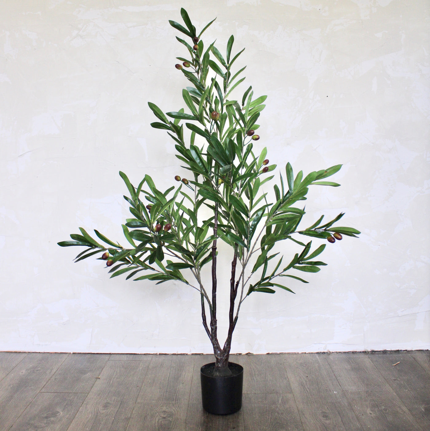4’ Olive Tree