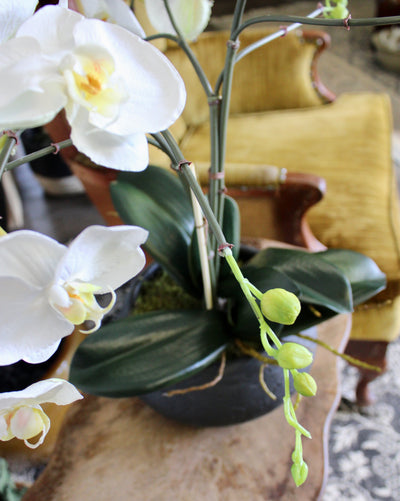 Phalaenopsis Orchid Arrangement