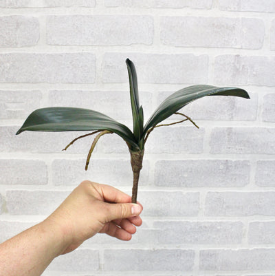 Phalaenopsis Orchid Leaf