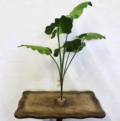 Taro Plant