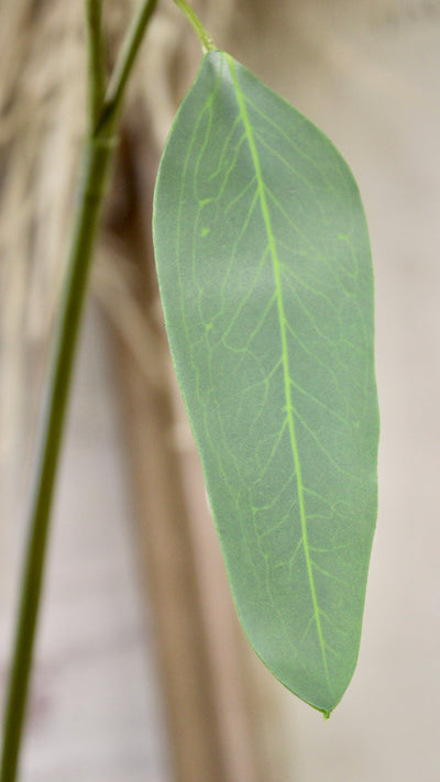 Seeded Eucalyptus Spray