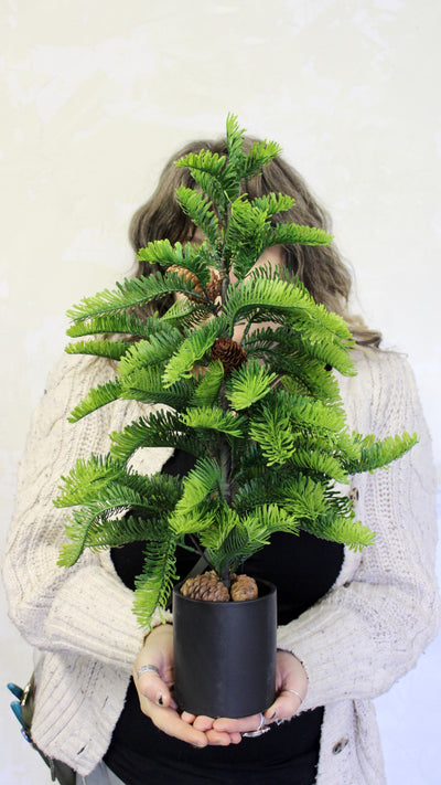 Potted Balsam Fir Trees