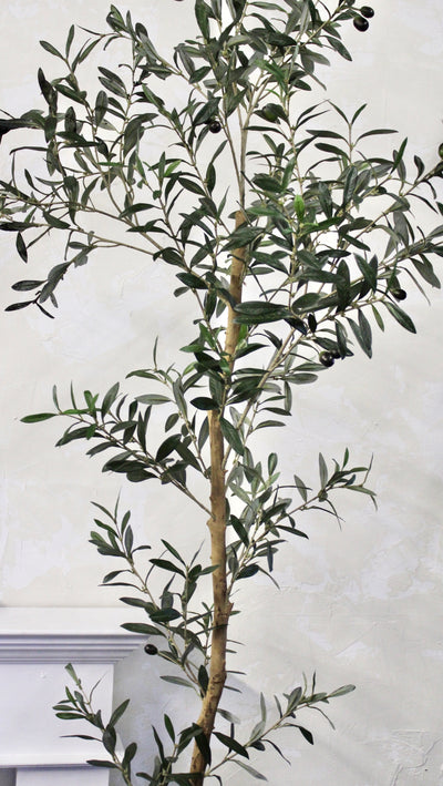 90” Natural Trunk Olive Tree