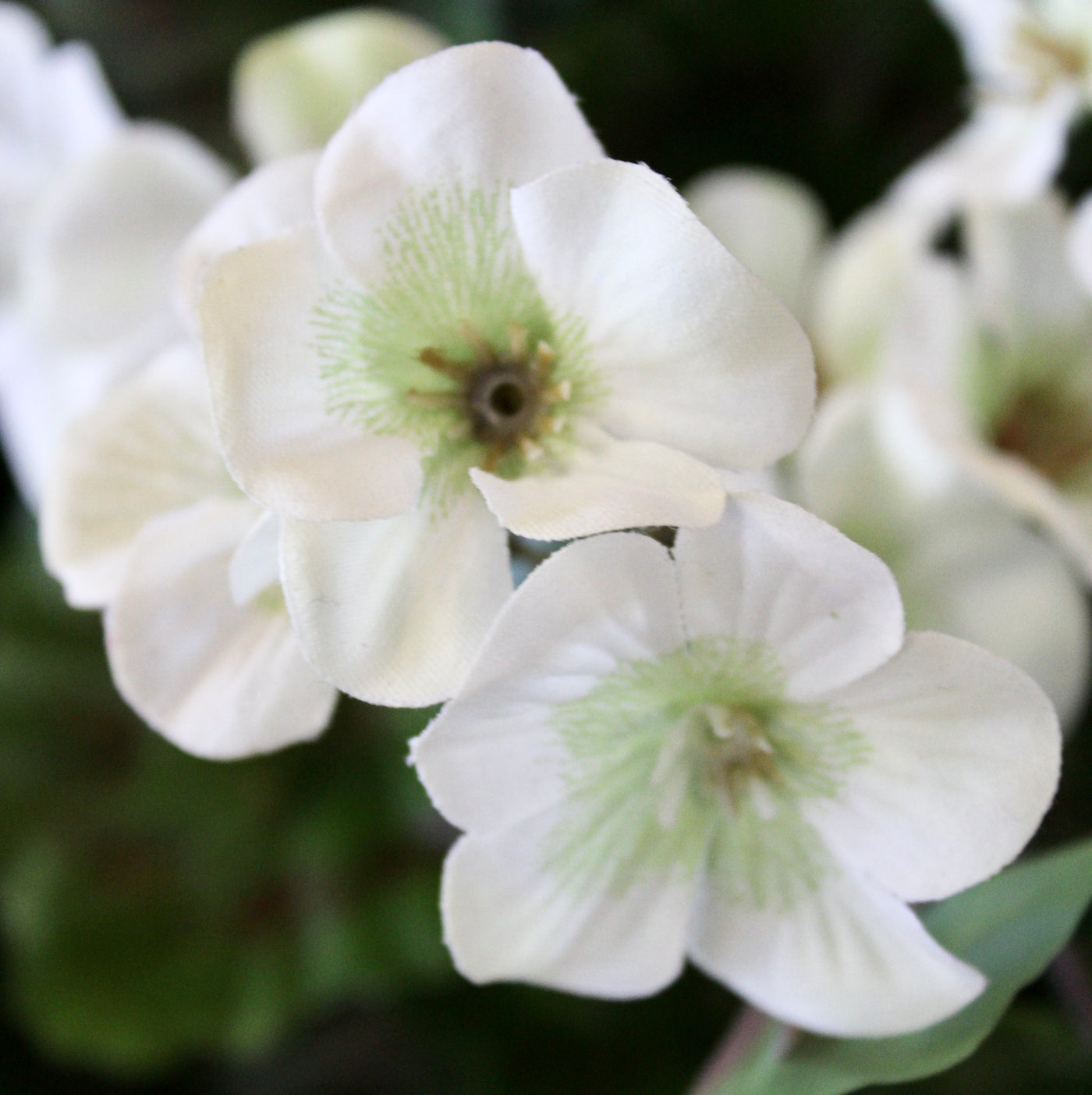 White Geranium Hanging Basket