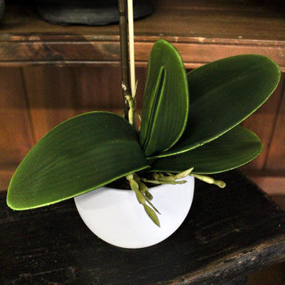 Mini Potted Phalaenopsis Orchid