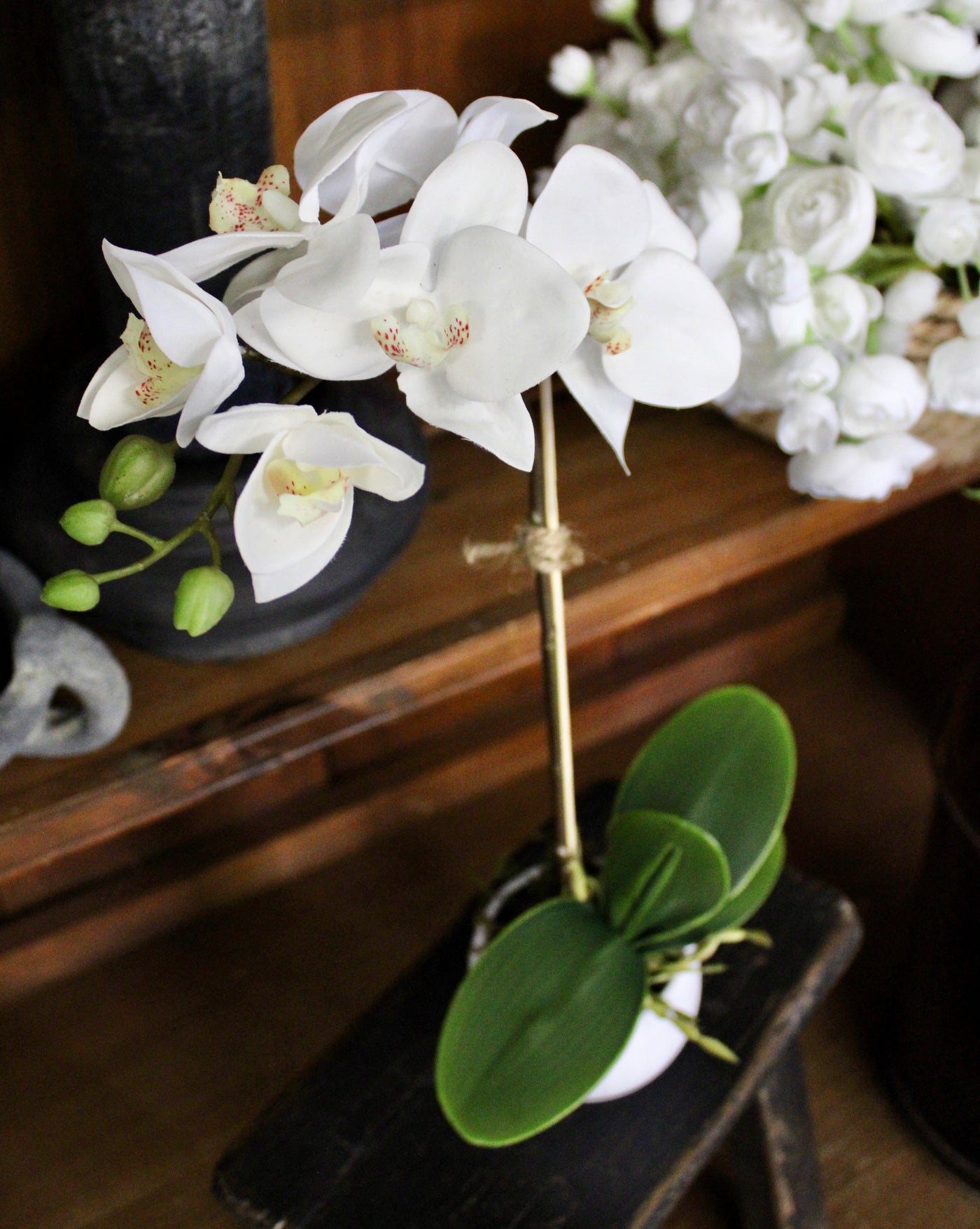 Mini Potted Phalaenopsis Orchid