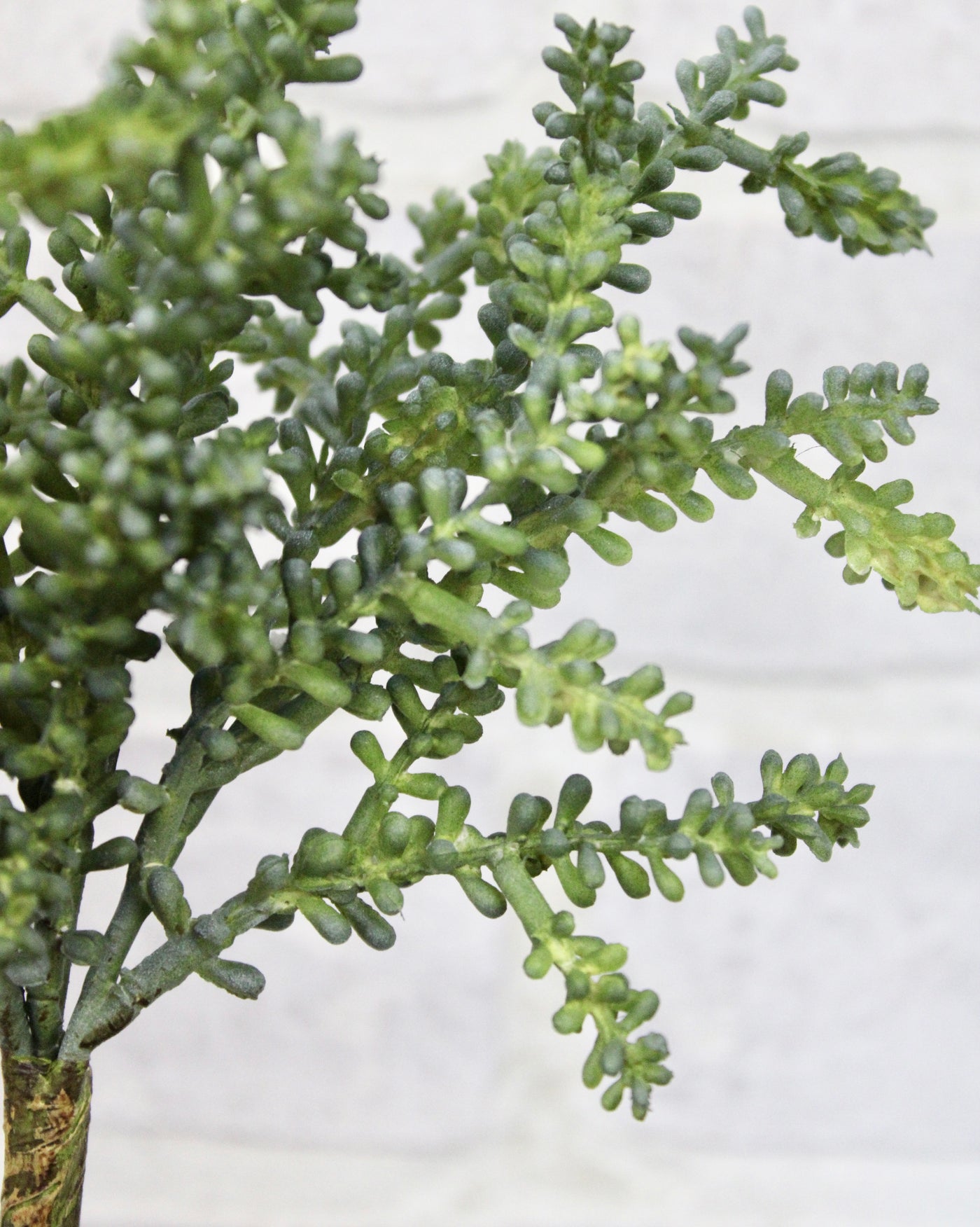 Baby Tear Succulent