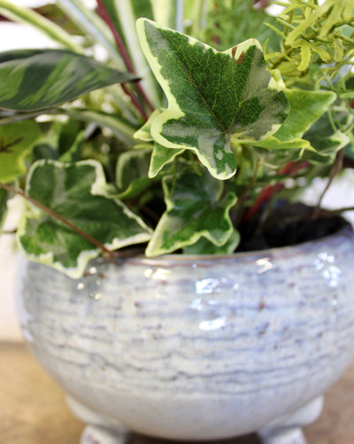 Potted Mixed Arrangement