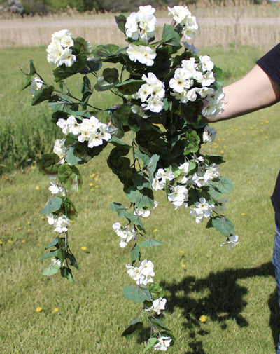 White Geranium Vine