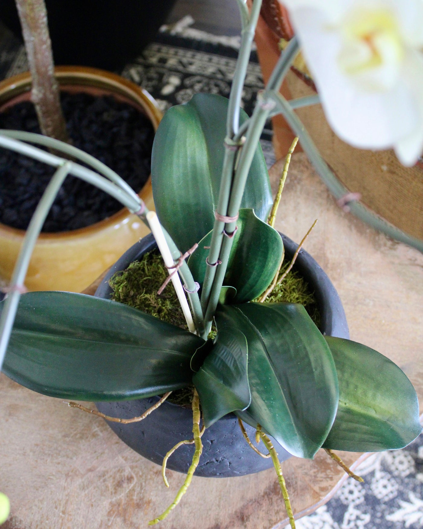 Phalaenopsis Orchid Arrangement
