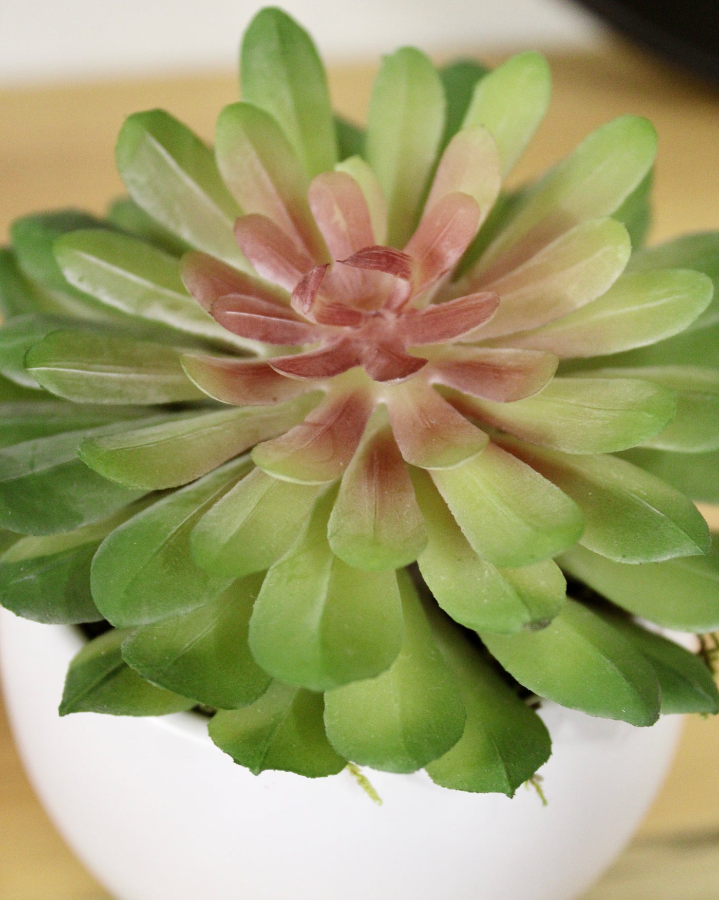 Potted Green Aeonium Succulent