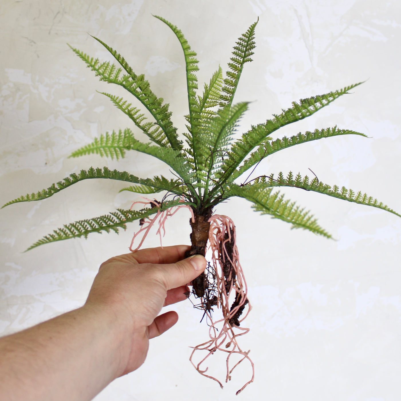 Wood Fern with Exposed Roots