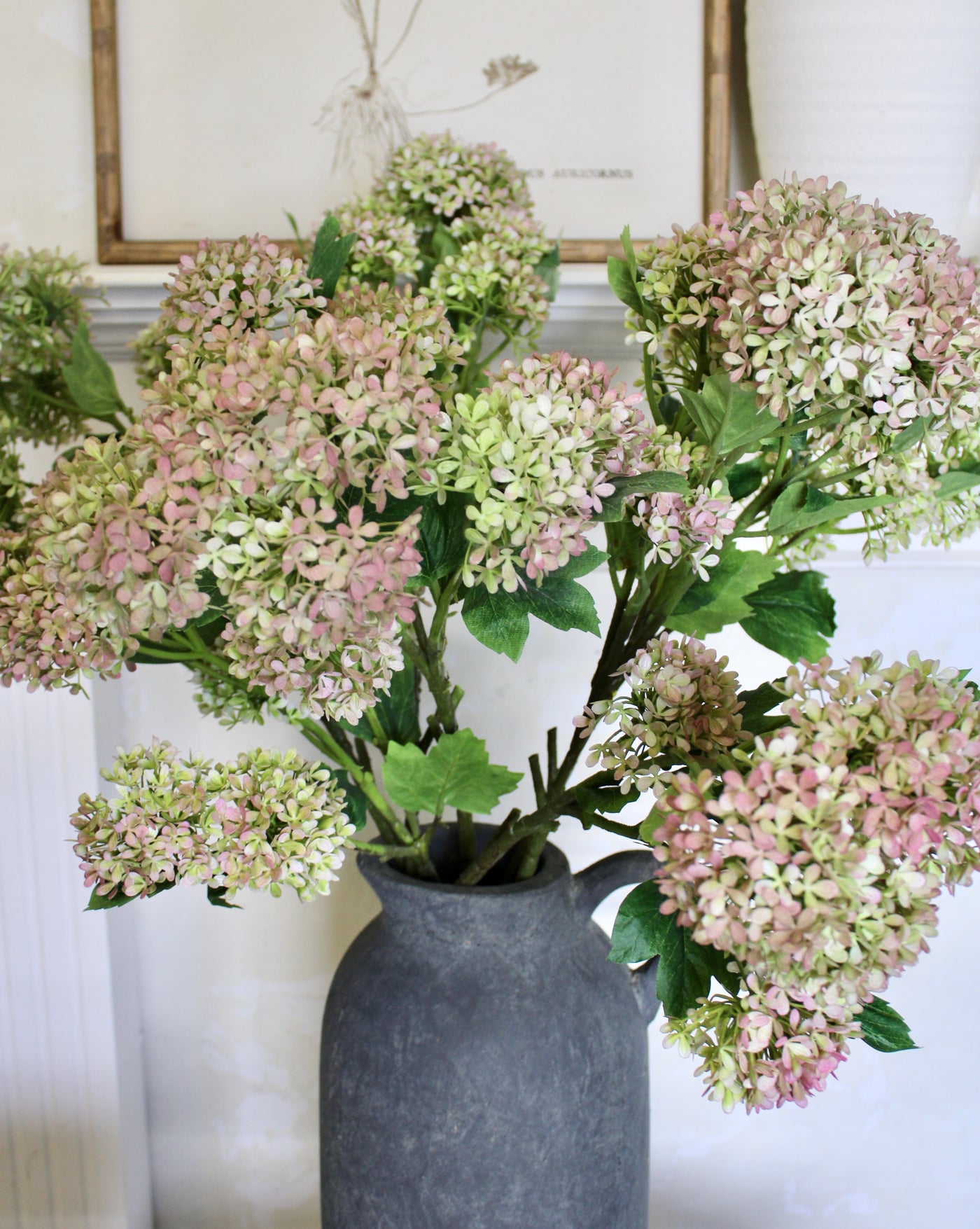 Snowball Hydrangea Branch