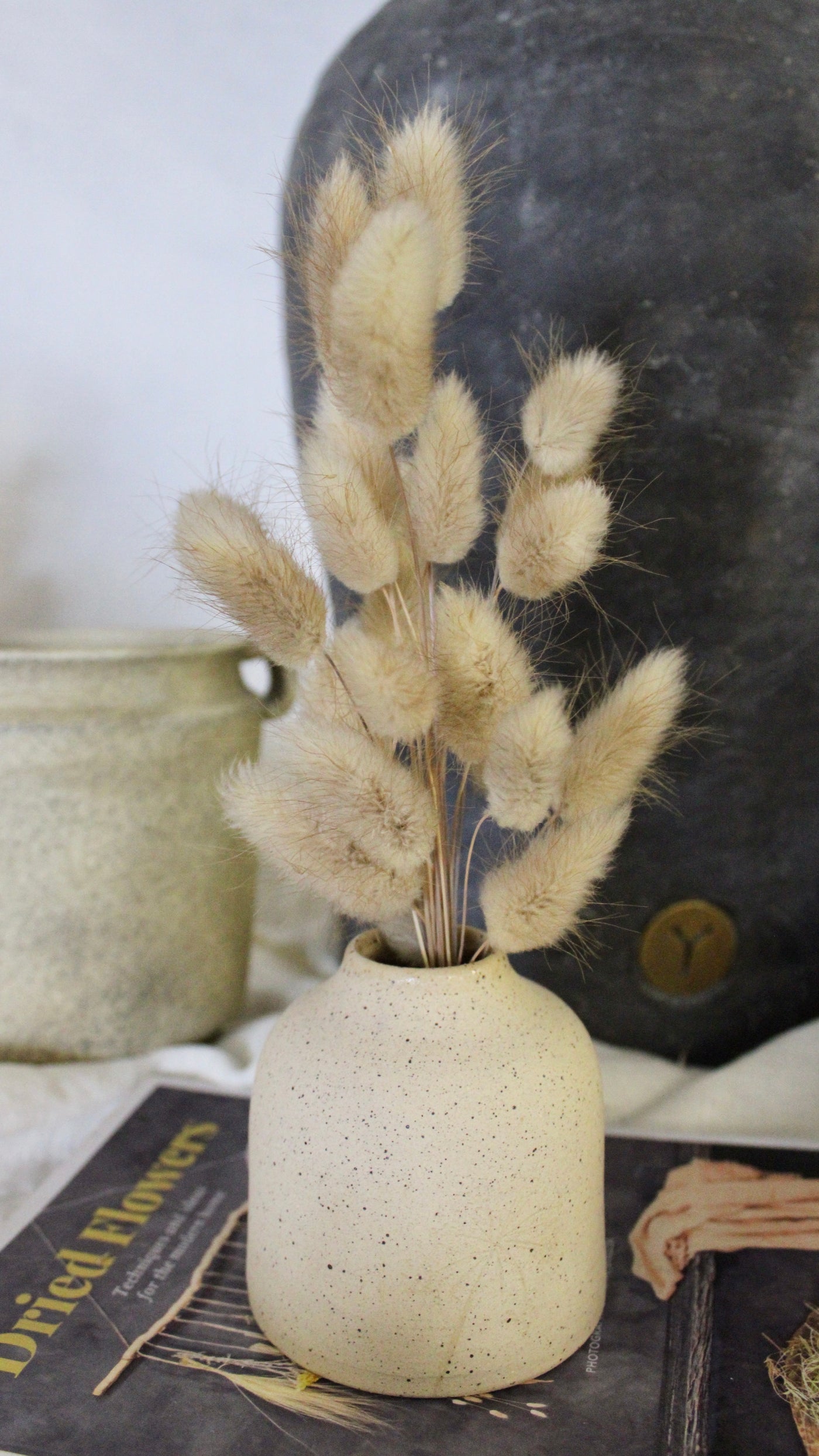 Potted Dried Bunny Tails